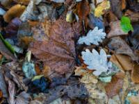 Kunterbunt an Herbstblätter